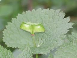 Image result for Synadenium glabratum