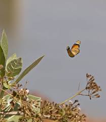 Image result for Stathmostelma gigantiflorum