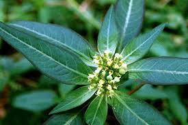 Image result for Euphorbia hyssopifolia