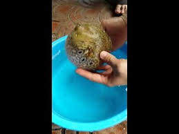 Сontains 72,000 terms on all branches of biology: Football Fish Youtube