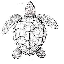 Realistic Turtle Coloring Pages Google Search Turtle Coloring Pages Turtle Drawing Sea Turtle Drawing