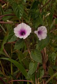 Image result for Ipomoea tenuirostris