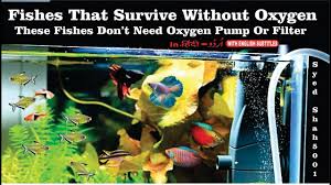 Fishes That Survive Without Oxygen These Fish Do Not Need Extra Oxygen In Aquarium Youtube
