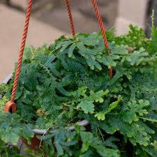 Image result for Selaginella tenerrima