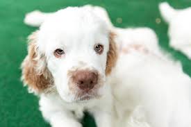 Image result for clumber španěl lov