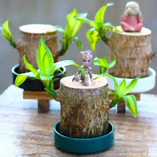 It is about 2 inches in size, just what i was looking for. Hydroponic Mini Brazil Lucky Badan Potted Plant With Tree Man Desktop Decoration Ebay