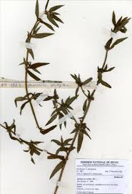 Image result for Spermacoce ruelliae