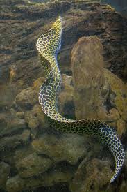 Honeycomb Moray Eel National Zoological Garden Pretoria