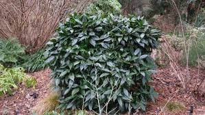 Image result for Aucuba