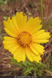 Image result for Cyathula lanceolata