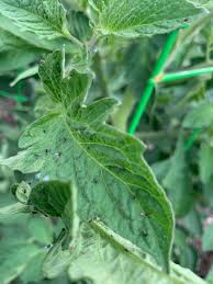 Image result for BLACKFLY ON TOMATO PLANTS