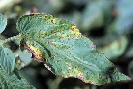Ralstonia solanacearum is a bacterium that ideally thrives in temperatures greater than 90 degrees fahrenheit (32 degrees celsius) and requires humid conditions. How To Identify And Treat Common Tomato Diseases Gardener S Path
