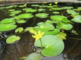 Image result for Nymphoides senegalensis