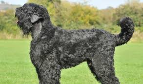 Currently there are no puppies for sale. Black Russian Terrier Breed Information