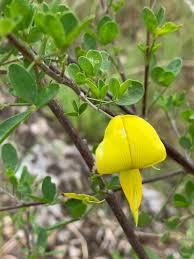 Image result for Stomatostemma monteiroae