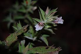 Image result for Lepidagathis scariosa