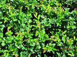 Image result for Buchnera speciosa