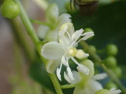 Image result for Petiveriaceae