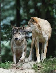 Yellowstone Wolf 755M: A Breeding Male Without A Pack PAGE 4 How Do States  Estimate Their Wolf Populations? Wolf Reintroducti