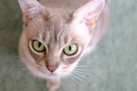 Different states have different laws regarding keeping exotic cats and cubs as pets. Australian Mist Zooplus Magazine
