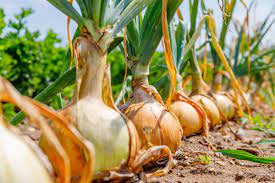 Maybe you would like to learn more about one of these? Growing Onions Pesches Flowers Garden Center