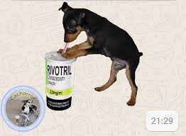 Calmantes para o dia do casamento