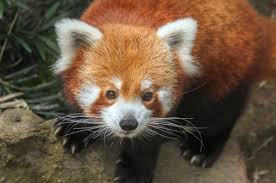 Explore our list of domestic animals names in english. 6 Best National Parks To Find Red Pandas In India Wildlifezones