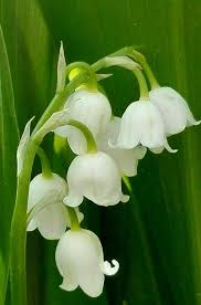 Pin By Cindie Olivero On Lily Lily Of The Valley Flowers Flowers Nature Valley Flowers