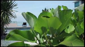 We did not find results for: Apartment For Rent In Penang Youtube