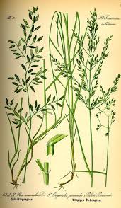 Image result for Eragrostis minor