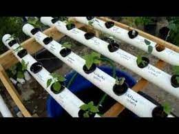 Pin En Cultivo