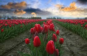 Image result for tulips in washington