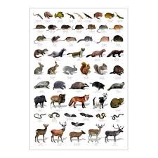 Wildlife Poster Learning Poster Eco Friendly Poster Wildlife Identification Chart British Wildlife Animal Posters Animals Wild