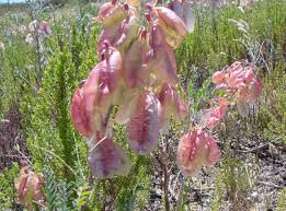 Image result for Lessertia pauciflora