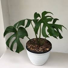 Mygreenycorner Monstera Plants Flower Garden Greenery
