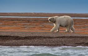 L'ours polaire traverse entre deux morceaux de glace la banquise qui fond chaque été un peu plus. Les 1 000 Meilleures Photos De Ours Polaire Telechargement Gratuit Photos Pexels