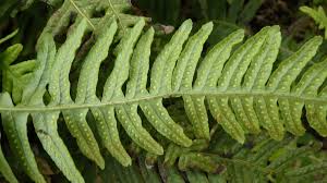 Image result for Polypodiaceae