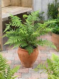 Image result for Dryopteris antarctica