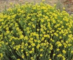 Image result for Euphorbia matabelensis