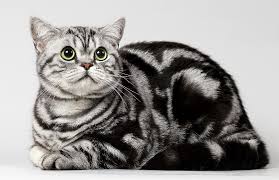 Boyama Ingiliz Kedi Whiskas 12 Fotograf Renk Ozellikleri Ve Bakimin Inceliklerini Neden Bircok Kisi Bir Cins Kedi Whiskas Oldugunu Dusunuyor
