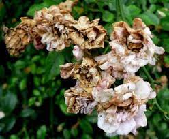 Check spelling or type a new query. Gray Mold Trees And Shrubs Botrytis Cinerea And Other Species Hort Answers University Of Illinois Extension