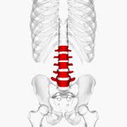 The thin, rectangular spinous process extends posteriorly from the vertebral arch toward the skin of the back. Lumbar Vertebrae Wikipedia