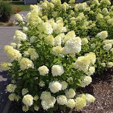 Annabelle und graser schone kombination garten pinterest. Zwerg Rispenhortensie Bobo Hydrangea Paniculata Bobo Zierliche Bluhfreudige Rispenhortensie Native Plants