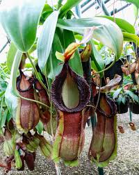 Image result for Nesaea spathulata