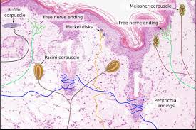 A circular or rounded flat plate; What Skin Structure Makes Us Feel A Product Burning Are Merkel Cells Responsible For That Or The Receptors In The Dermis Quora