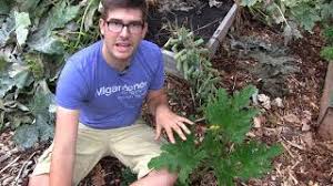To revive a dying hibiscus, move it out of direct sunlight first. How To Revive Sick And Dying Plants Youtube
