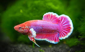 Betta fish, also known as siamese fighting fish, are very common with beginner aquarists. 30 Amazing Types Of Betta Fish Interesting Facts And Features