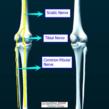 The ligament that gives stability to the inner knee. Pain Behind The Knee Common Causes And Treatments Competitive Edge