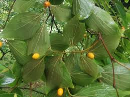 Image result for Celtis sinensis