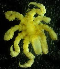 Image result for Pycnospora